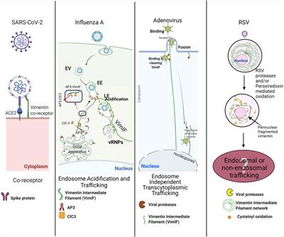 Pathophysiological Role of Vimentin Intermediate Filaments in Lung Diseases